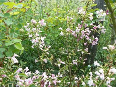 weigela variegata