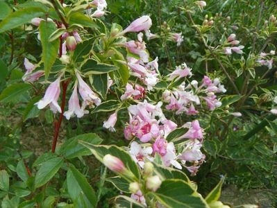 weigela variegata