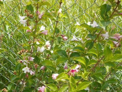 weigela alb-roz