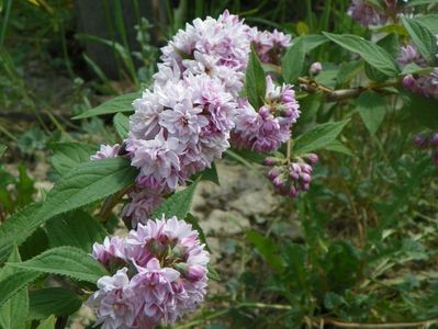 deutzia Rosea Plena