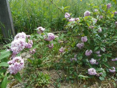 deutzia Rosea Plena