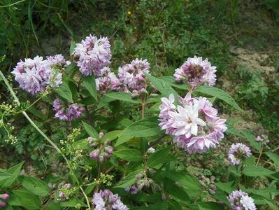 deutzia Rosea Plena