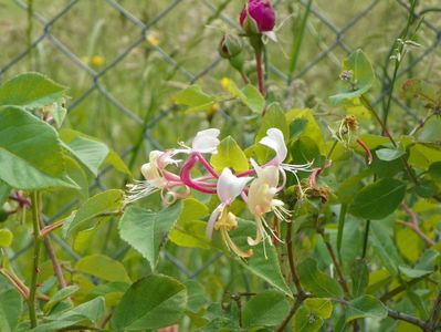 lonicera belgica