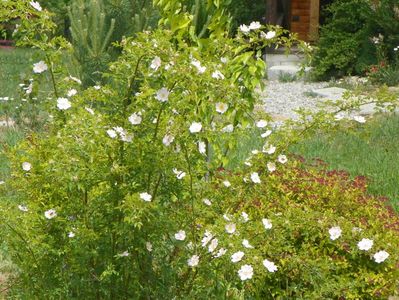 rosa canina