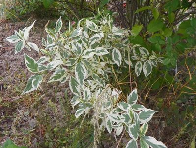 cornus sericea White Gold