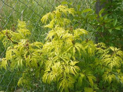 sambucus Southerland Gold