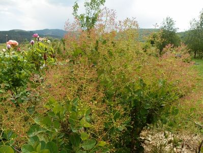 cotinus coggyria Young lady