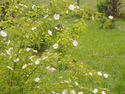 rosa canina