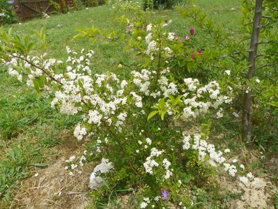 pyracantha Soleil d'Or