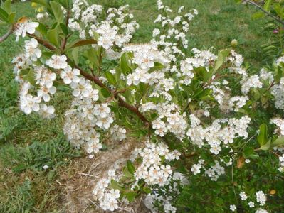 pyracantha Soleil d'Or