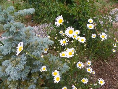 abies lasiocarpa arizonica