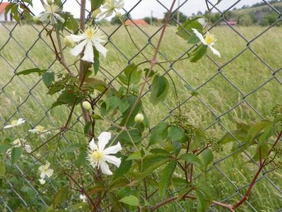 Clematis Summer Snow