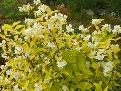 philadelphus aureus