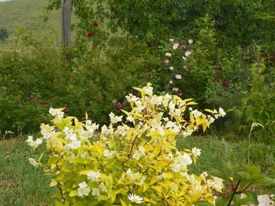 philadelphus aureus