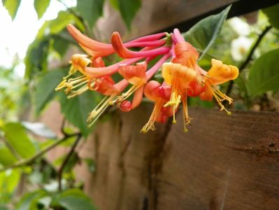 lonicera Dropmore Scarlet