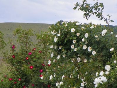 Alba Semiplena si Violacea