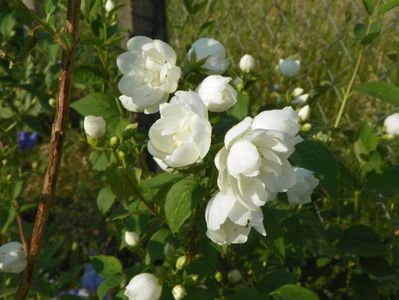 philadelphus Virginal