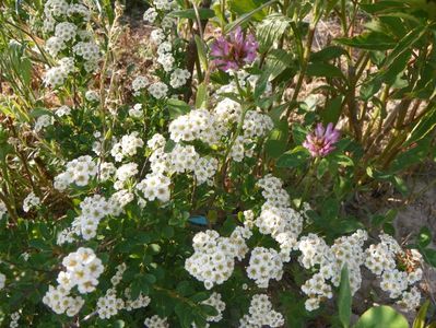 spiraea Halward's Silver