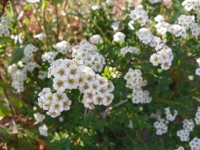 spiraea Halward's Silver