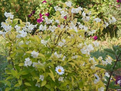 philadelphus aureus