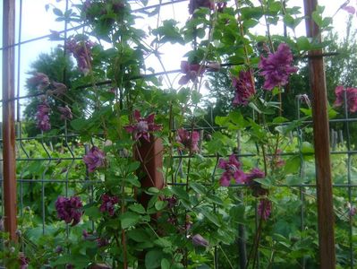 clematis purpurea plena