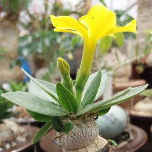 Pachypodium brevicaule