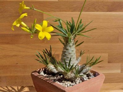 Pachypodium rosulatum ssp. gracilius