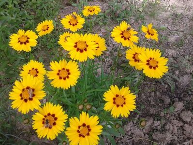 Coreopsis  cu centrul maro