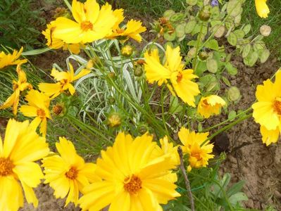 Coreopsis inalt parfumat