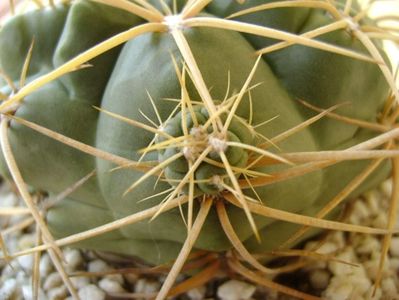 Gymnocalycium monvillei