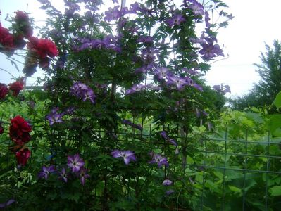 Clematita venosa violacea