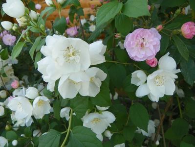 philadelphus Snowbelle