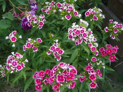 dianthus barbatus