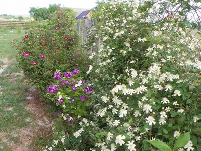 Clematis Summer Snow