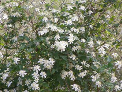 Clematis Summer Snow