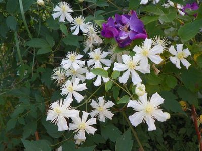 Clematis Summer Snow