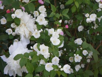 philadelphus Snowbelle