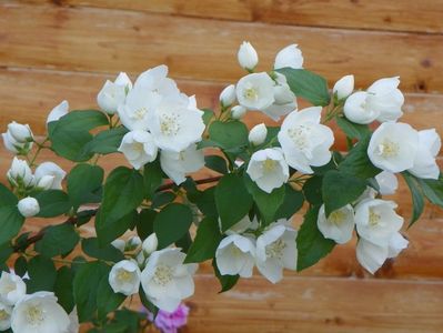 philadelphus Snowbelle