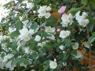 philadelphus Snowbelle