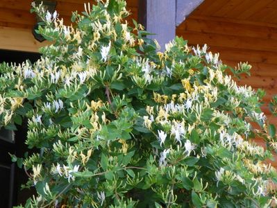 lonicera japonica