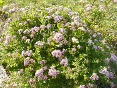 spiraea Little Princess