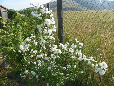 philadelphus Virginal