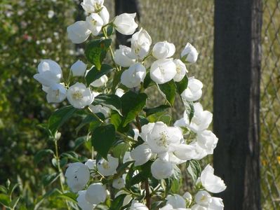 philadelphus Virginal