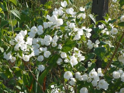 philadelphus Virginal