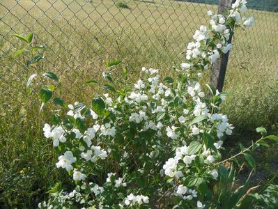 philadelphus Karolinka