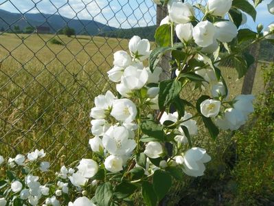 philadelphus Karolinka