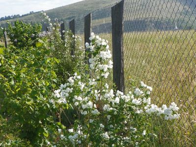 philadelphus Karolinka