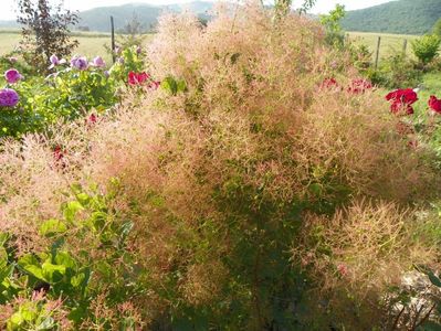 cotinus coggyria Young lady