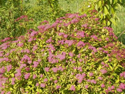 spiraea Magic Carpet