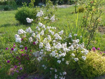 Abigail Adams si Pompon de Bourgogne